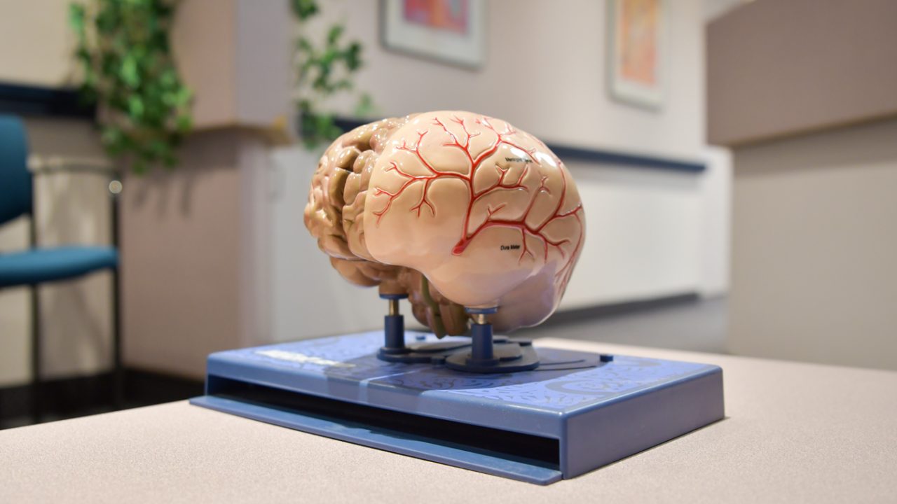 A model of a brain.